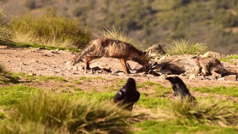 wild fox sniffing killed prey