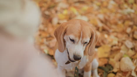 back view of owner offering treat to sitting beagle puppy in autumn forest clearing, dog gently taking snack from hand over carpet of golden leaves beneath tall tree trunks during warm training break