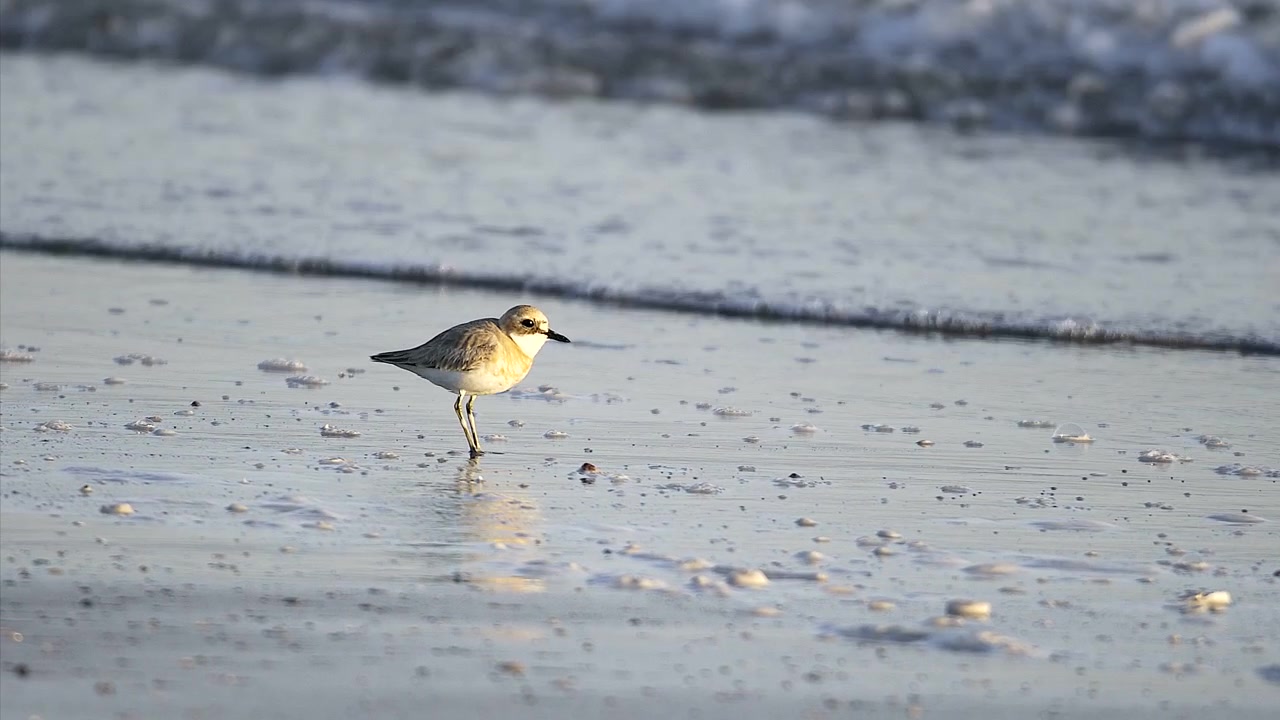 Piccolo corriere che cerca cibo su una spiaggia sabbiosa