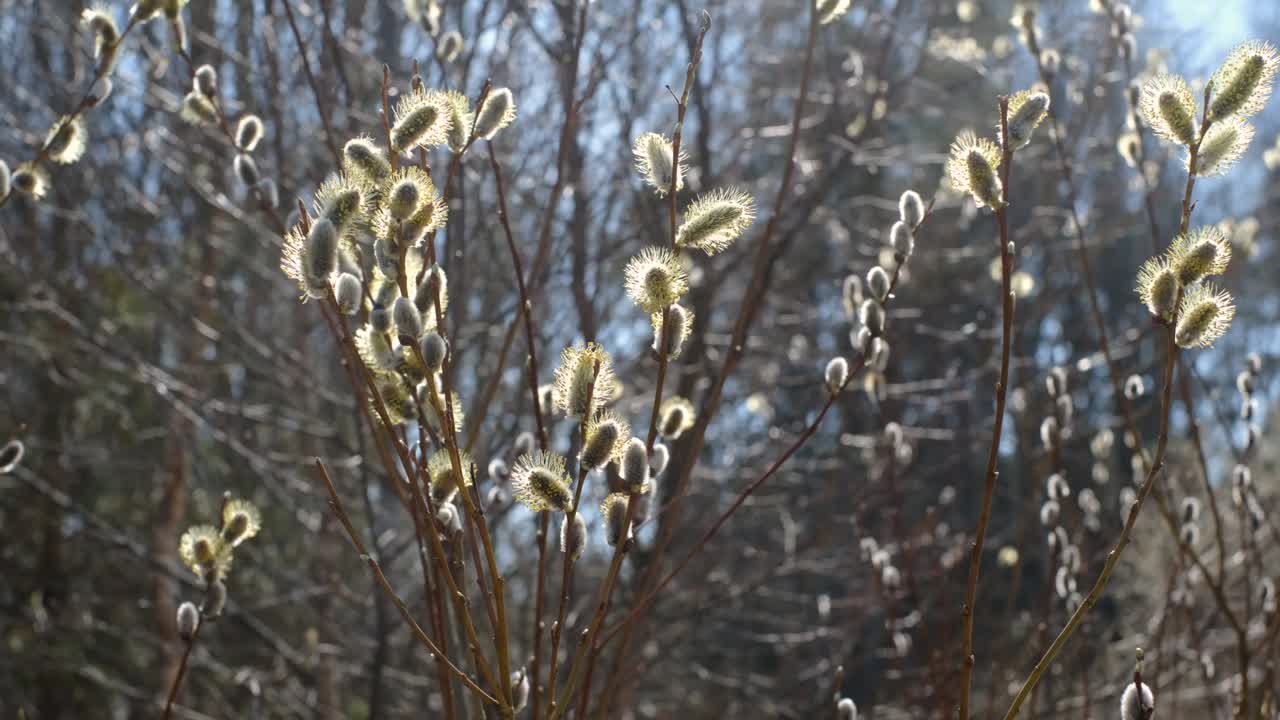 Willow growing in woods during spring in April.