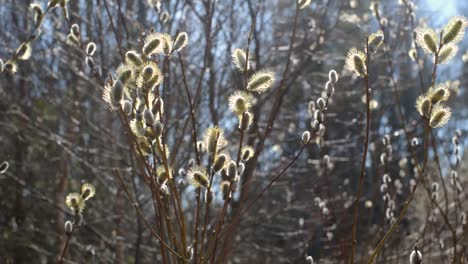 willow growing in woods during spring in april.