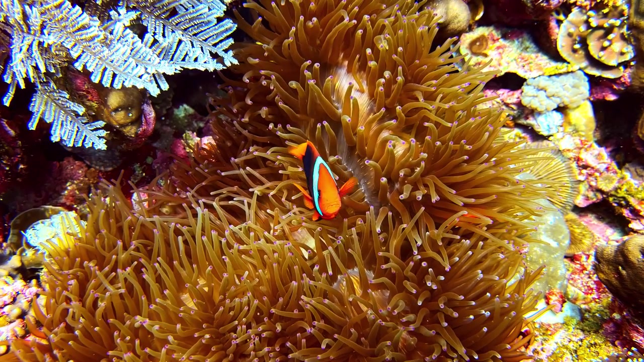 Un pesce pagliaccio è annidato tra i tentacoli ondeggianti di un'anemone di mare in mezzo a una colorata barriera corallina. Perfetto per contenuti educativi o progetti a tema marino.