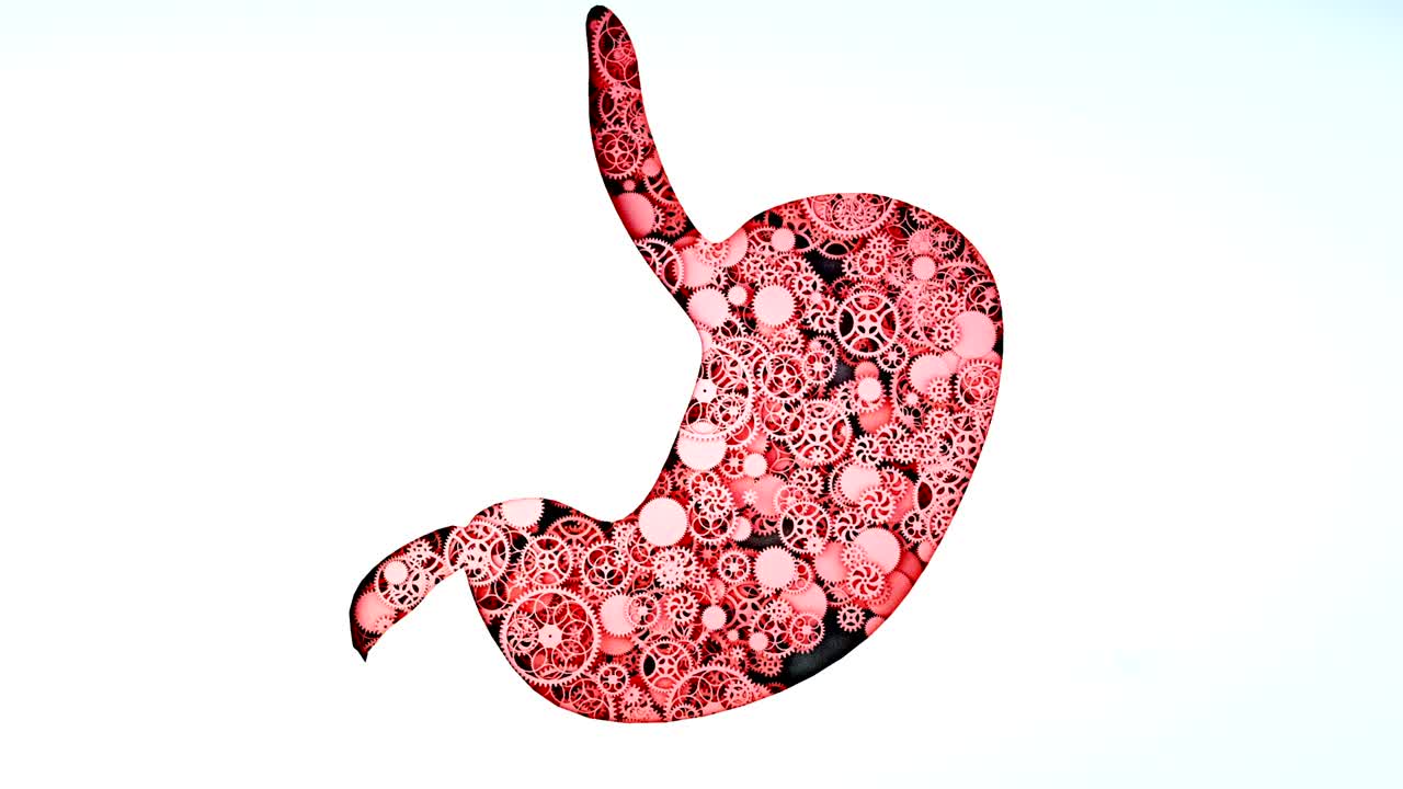 the healthy stomach from gears. Anatomy concept. Realistic 4k flat animation.