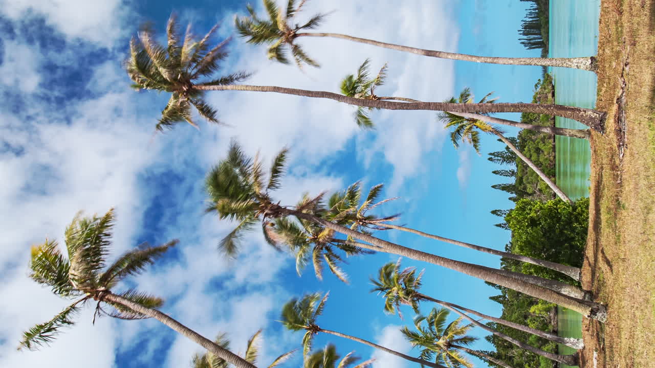 árboles de coco en una playa junto a una laguna con un paisaje de nubes por encima - lapso de tiempo vertical