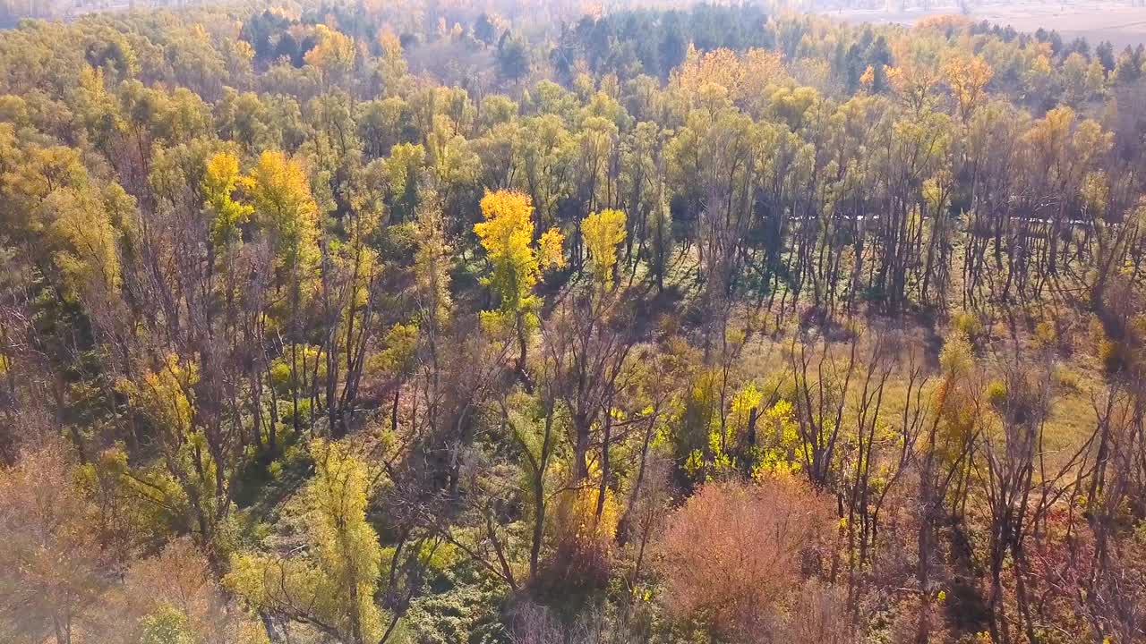 4k 공중. 시골 풍경 위에 황색 나무와 필드. 가을 시간