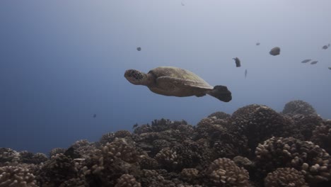 Two-Green-turtles-meet-on-a-tropical-coral-reef,-approache,-come-close-and-swim-away-into-the-blue