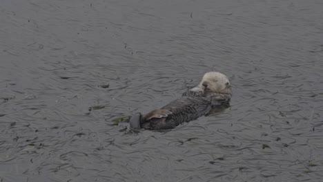 Single-sea-otter-grooming-itself-in-California