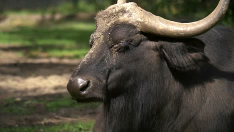 Retrato-De-Primer-Plano-De-Un-Búfalo-Africano-Descansando-Y-Disfrutando-Del-Cálido-Sol-En-Las-Praderas-De-áfrica