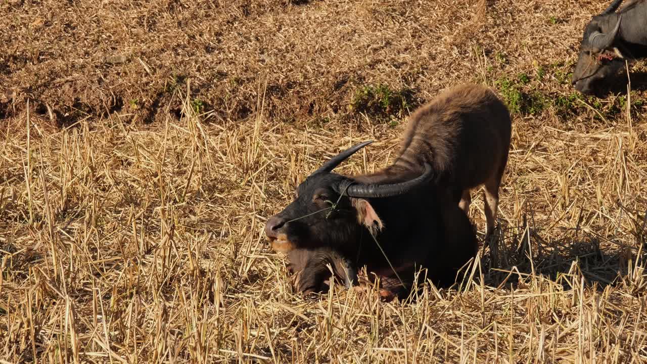 una madre descansando mientras su cría se alimenta justo detrás de ella, carabaos pastando, búfalo de agua, bubalus bubalis, tailandia