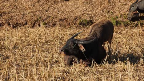 Una-Madre-Descansando-Mientras-Su-Cría-Se-Alimenta-Justo-Detrás-De-Ella,-Carabaos-Pastando,-Búfalo-De-Agua,-Bubalus-Bubalis,-Tailandia