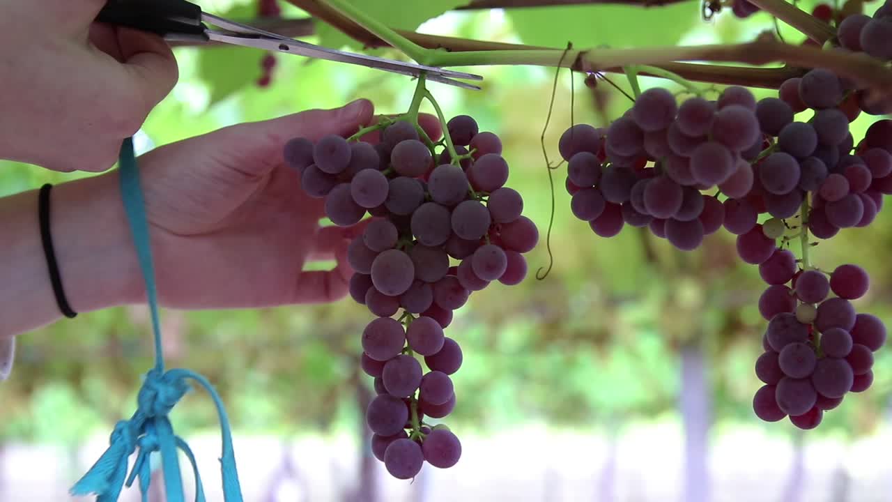 una mujer cortando un racimo de uvas en un viñedo en otoño para la cosecha