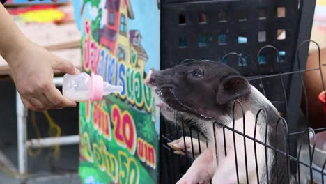 person bottle-feeding piglets at a market stall