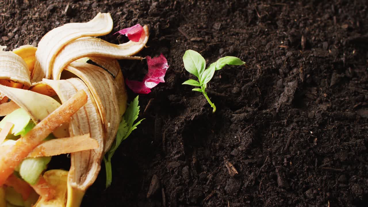 Video di scarti organici di frutta e verdura per il compostaggio e una piantina in terriccio scuro, con spazio per il testo.