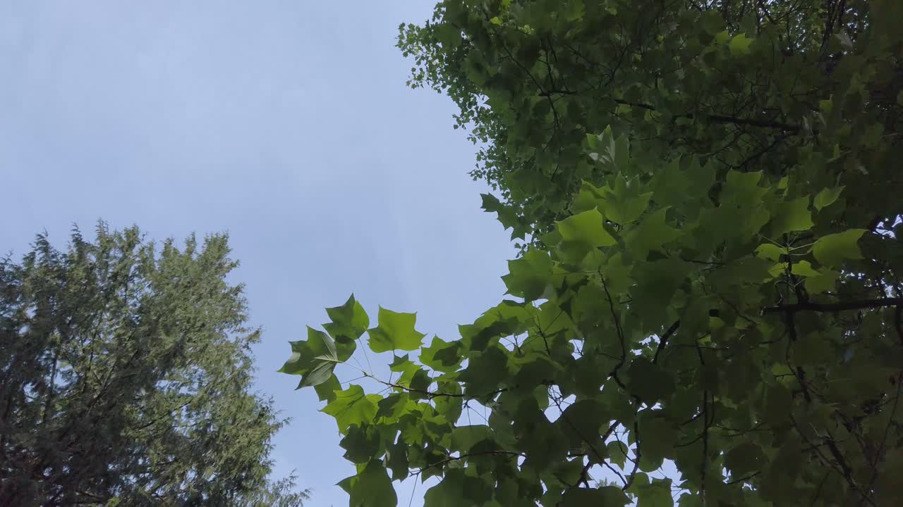 캐나다의 여름날 아름다운 맑고 푸른 하늘을 배경으로 공원을 걷는 동안 하늘을 가로지르는 풍경 전망