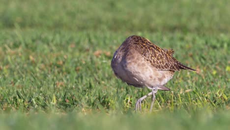 Pacific-Golden-Plover-or-Kolea,-Hawaii,-Non-breeding-plumage,-Close-Up