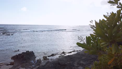 Behind-plants-revealing-the-ocean