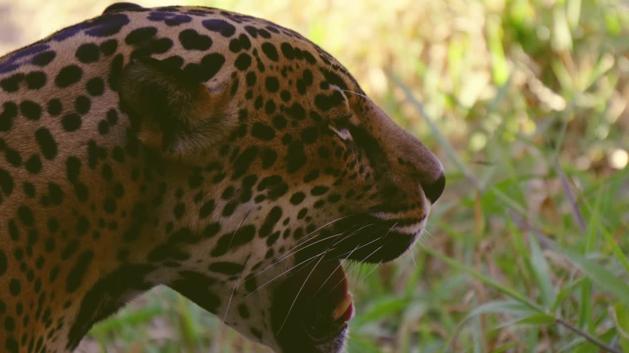 primer plano de un jaguar macho con la boca abierta mostrando sus colmillos y lengua, mira hacia la cámara y se acerca