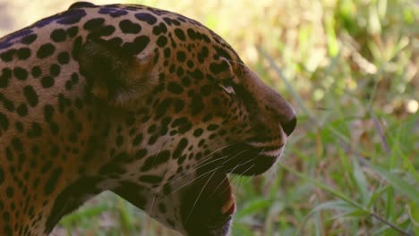 closeup of a male jaguar with his mouth open showing his fangs and tongue, he looks towards the camera and approaches