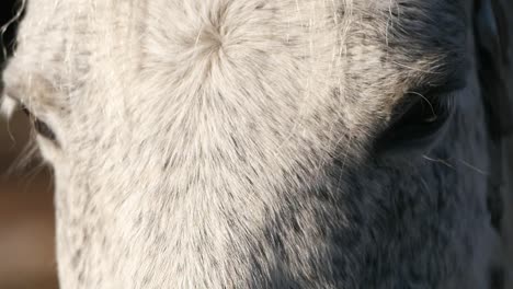 Close-up of a horse's head