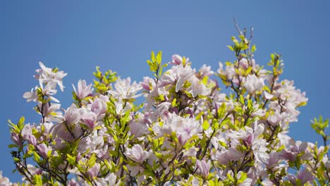 light pink fragrant magnolia flowers in full bloom