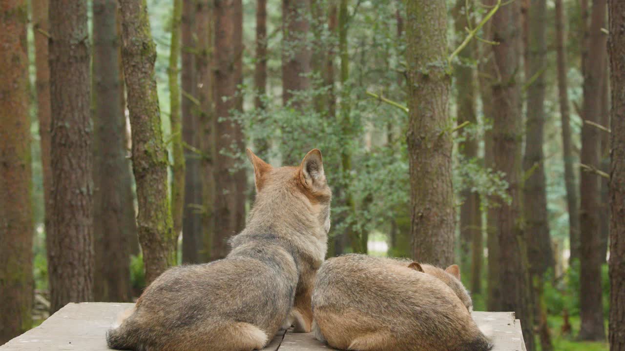 Two wolves relax on a wooden platform in tranquil forest, bathed in soft daylight
