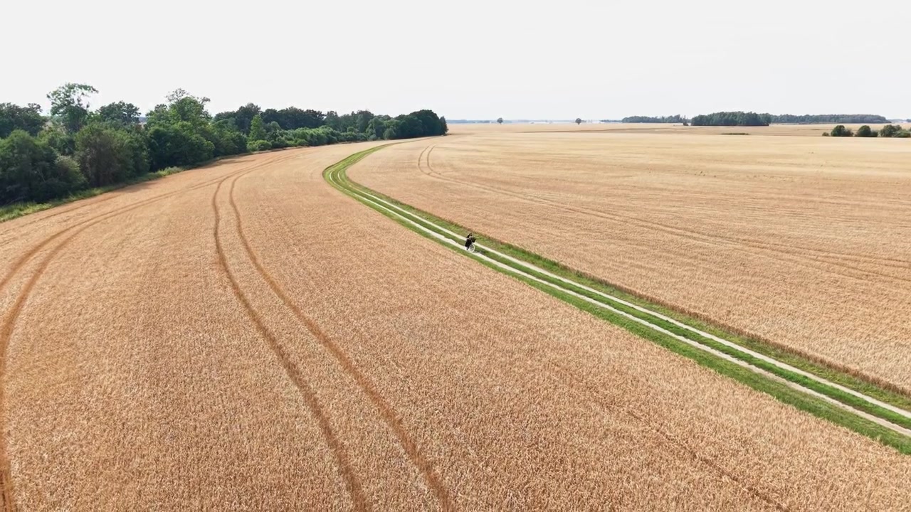 Drone video captures a solitary person walking along a winding green path dividing vast golden wheat fields under bright daylight, showcasing sweeping rural scenery and tranquil atmosphere.