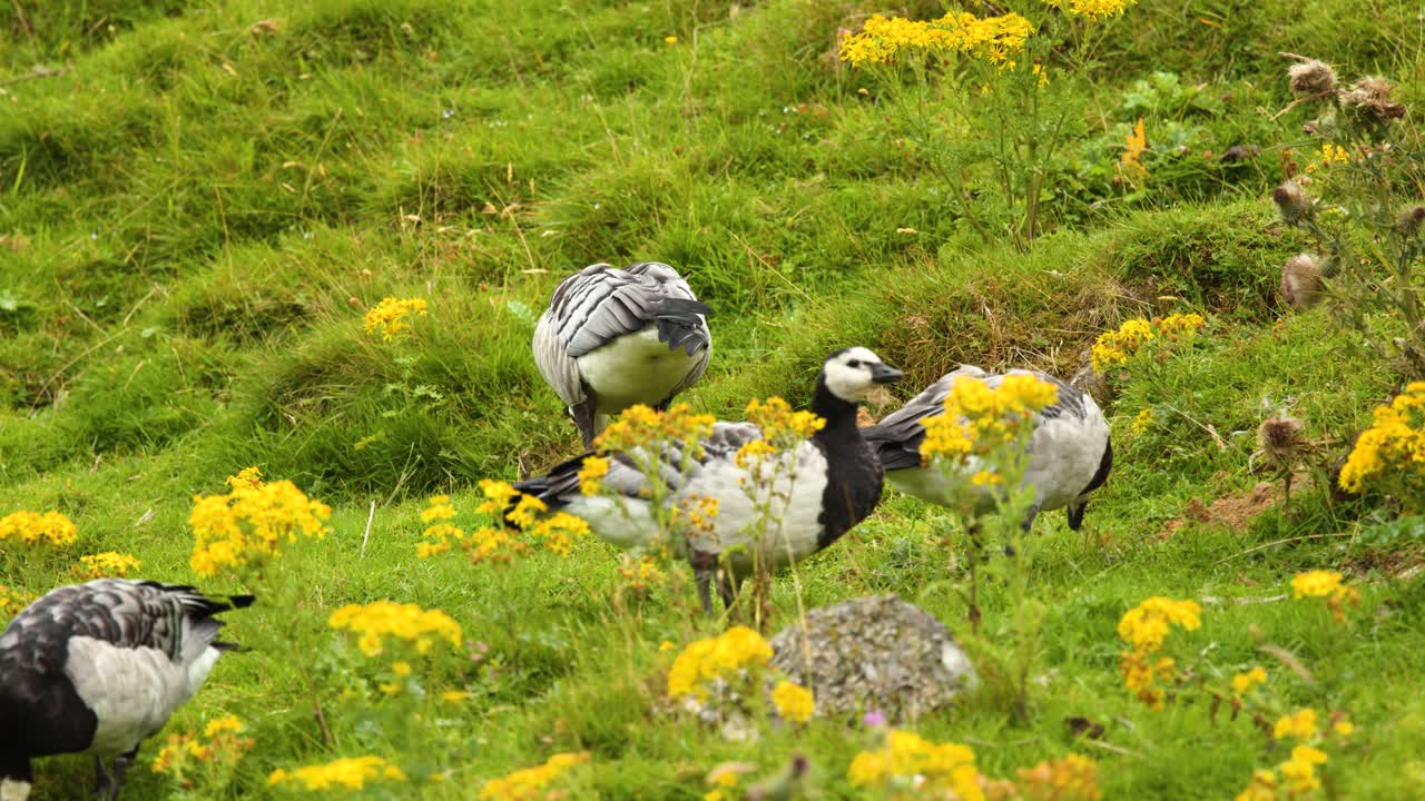 Barnacle geese forage among yellow wildflowers on a grassy hillside, natural daylight, static camera