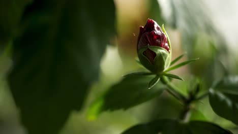 dark red hibiscus bud