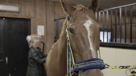 a close up of a horse’s face panning to reveal a caucasian female carefully shaving the back of the horse with clippers in a barn