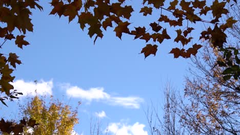 beautiful autum colors in ontario canada