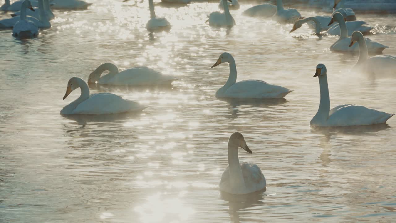 Swans in a Frozen Lake at Sunrise