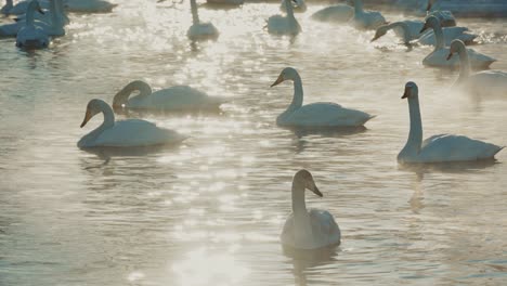swans in a frozen lake at sunrise