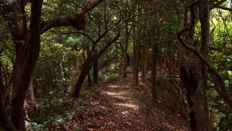 abandoned tomogashima island - forest and ruins