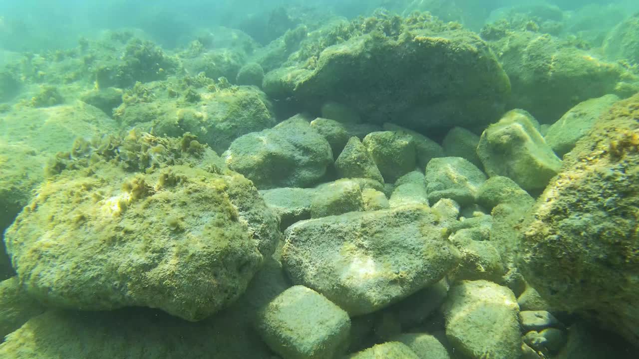 algas y piedras en el fondo marino, buceo y snorkel en lagunas de mar poco profundas cerca de la costa rocosa del mar jónico
