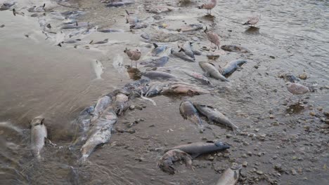 salmon struggle upstream in shallow water with birds feeding around them during migration