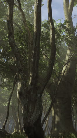 tranquil forest scene with sunlight streaming through the trees