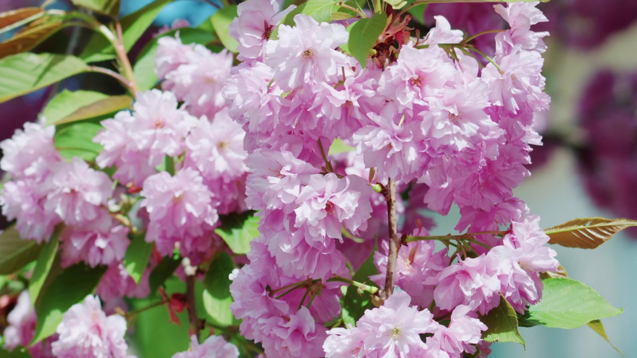 Close up of vibrant pink blossoms on a tree branch in full bloom