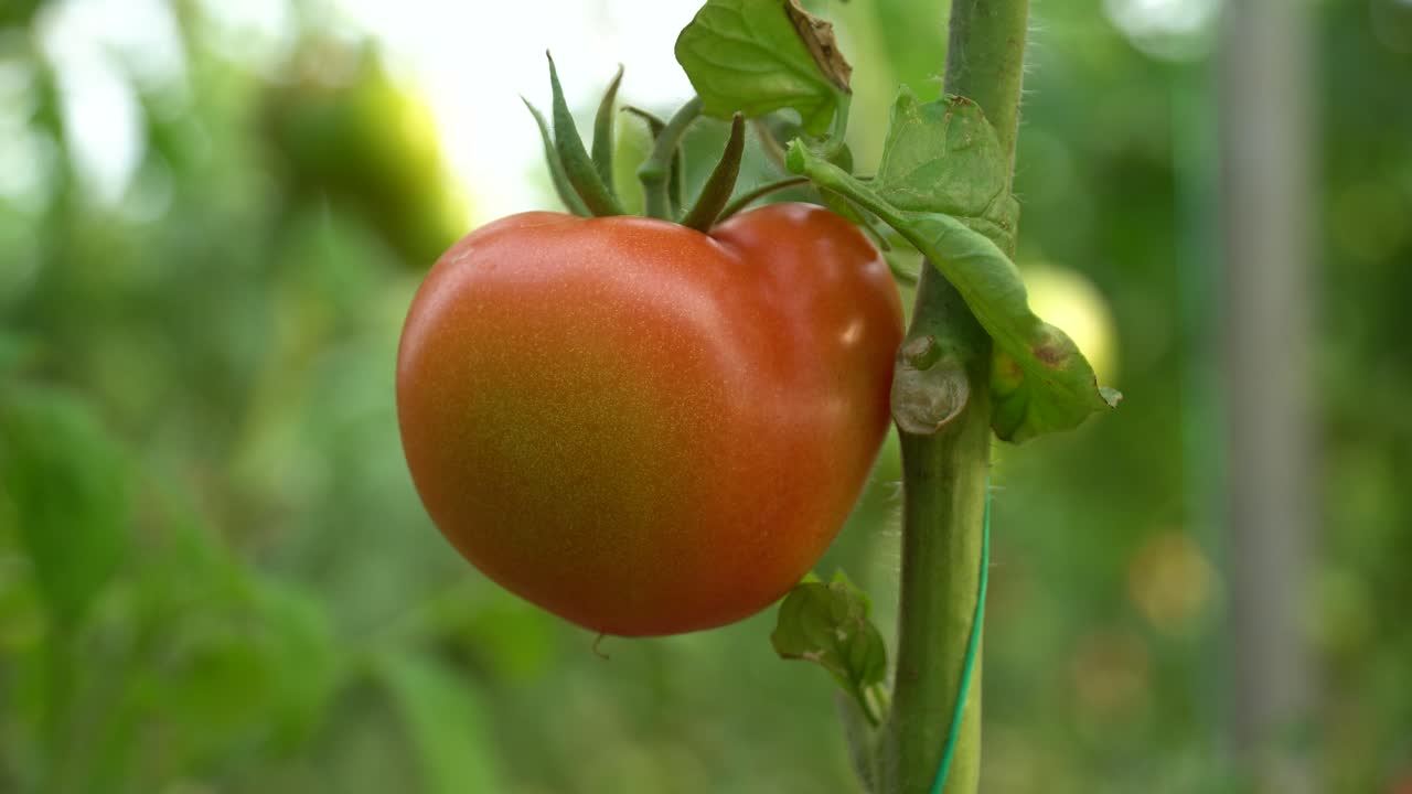 Camera Footage of Green and Red Tomatoes Grown in a Greenhouse