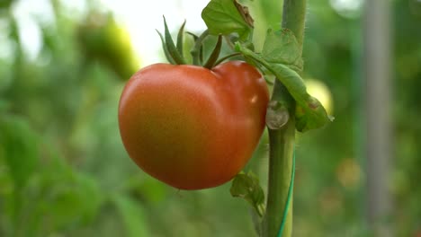 camera footage of green and red tomatoes grown in a greenhouse