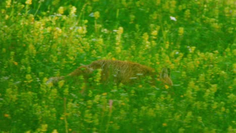 Ein-Fuchs-Geht-Durch-Tiefes-Gras-Und-Blumen