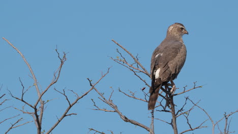 Unreifer-Habichtvogel,-Der-Auf-Einem-Blattlosen-Baum-Vor-Blauem-Himmel-Thront