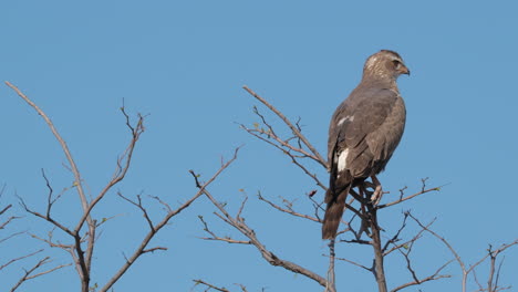 pájaro goshawk inmaduro posado en un árbol sin hojas contra el cielo azul