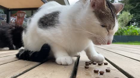 close up shot of cute cat eating cat food outdoors on wooden terrace in the garden during daytime