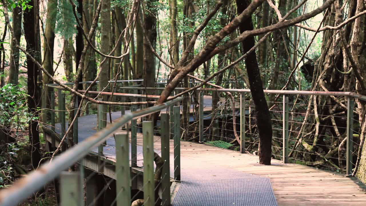 Scenic Walkway In The Blue Mountains Botanic Garden In New South Wales, Australia. Static Shot