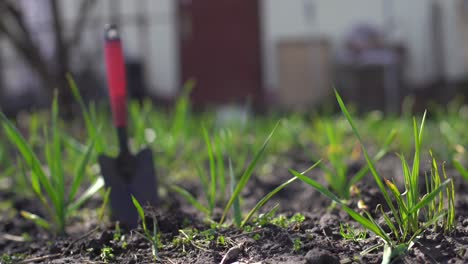 jóvenes brotes verdes de primavera de ajo en un día soleado contra un fondo de suelo oscuro