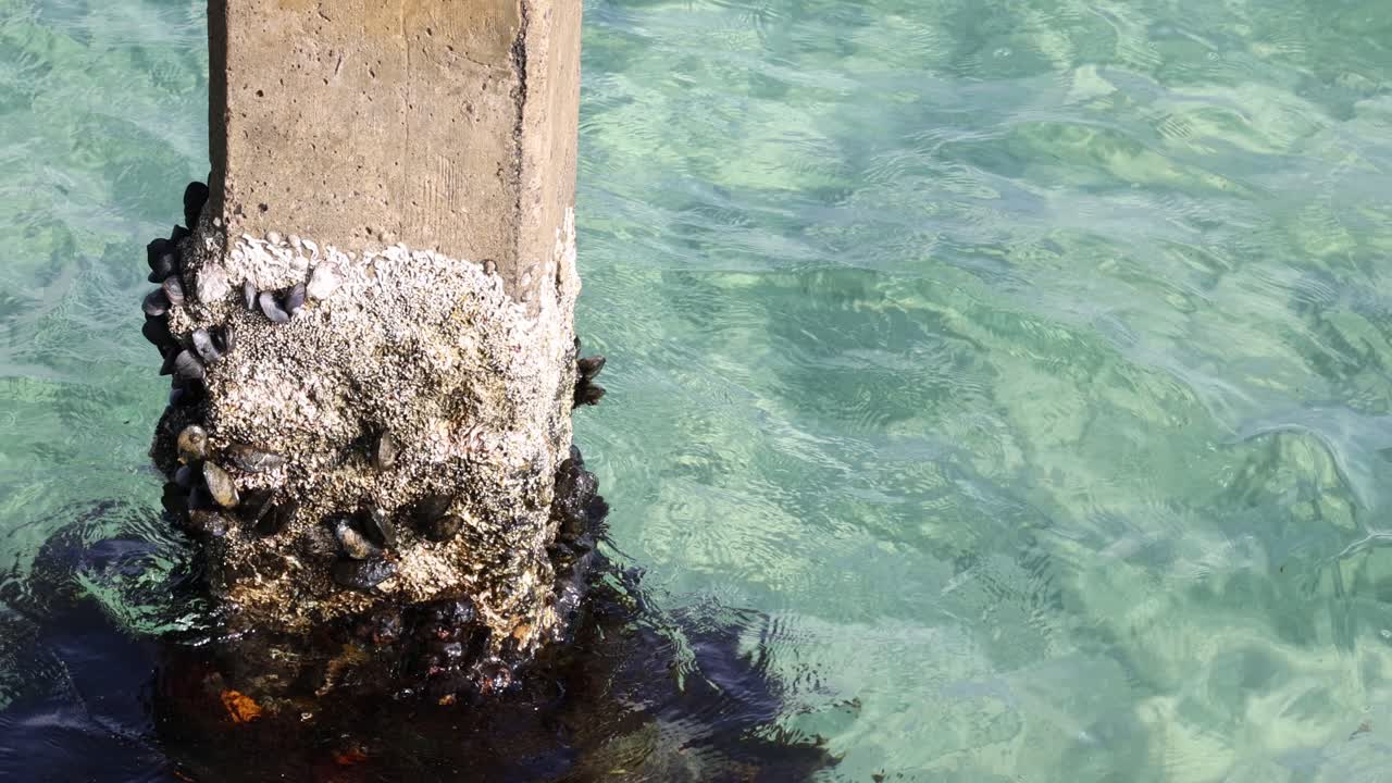 은 물에서 기둥에 붙어있는 연체류