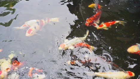 rebaño de peces tropicales de colores nadando en el acuario de la piscina al aire libre, de cerca