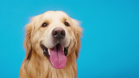 golden retriever en fondo azul vista lateral, perro labrador dorado respirando con la boca abierta y la lengua hacia afuera de cerca, girando la cabeza. disparar mascota doméstica en el estudio