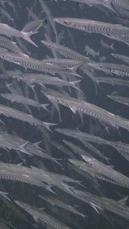 a school of barracuda in the ocean