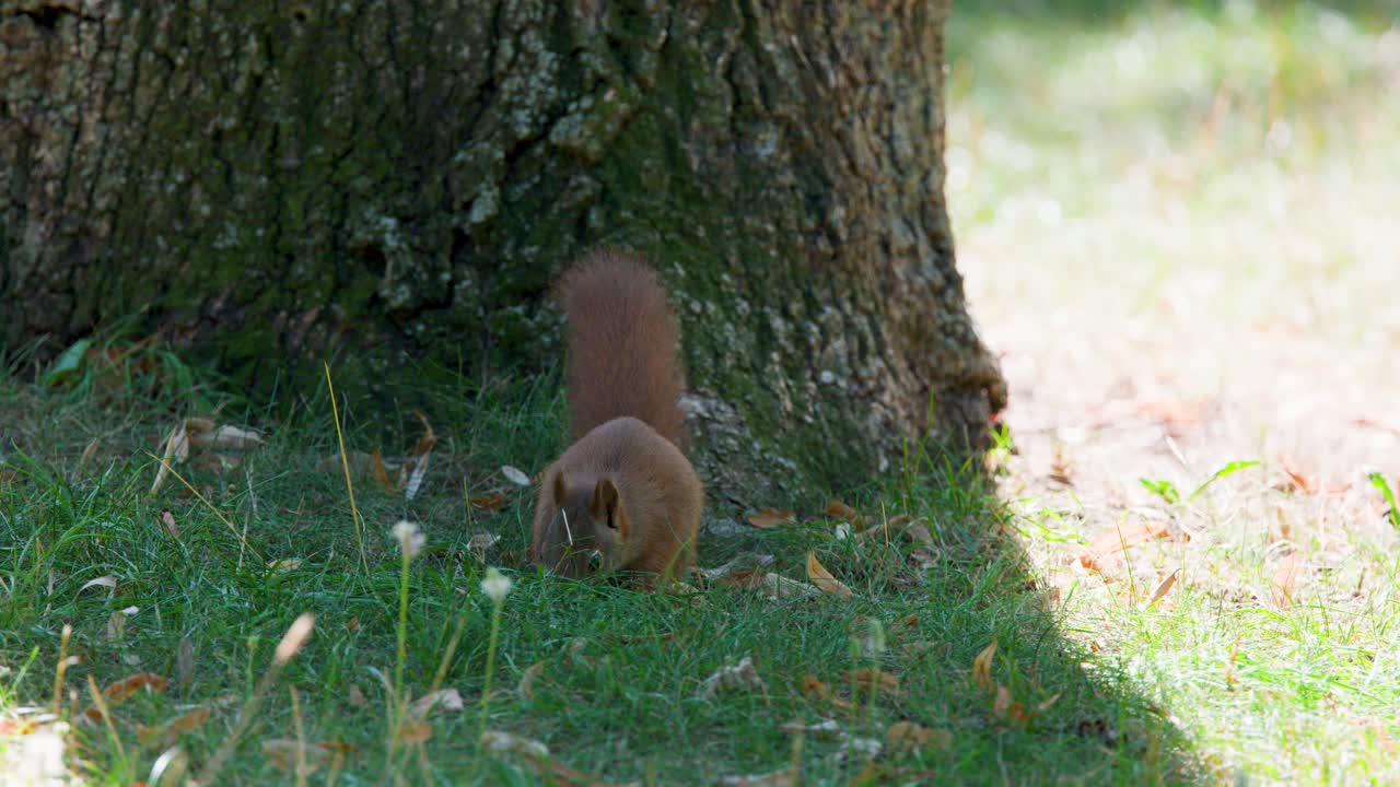Rødt ekorn leter etter mat på skogbunnen i flekkete sollys, statisk kamera, naturlige omgivelser